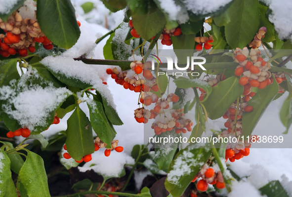 Snow covers a tree branch with berries following the first snowfall of the season in Toronto, Ontario, Canada, on December 5, 2024. 