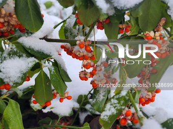 Snow covers a tree branch with berries following the first snowfall of the season in Toronto, Ontario, Canada, on December 5, 2024. (