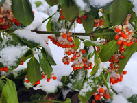 Snow covers a tree branch with berries following the first snowfall of the season in Toronto, Ontario, Canada, on December 5, 2024. (