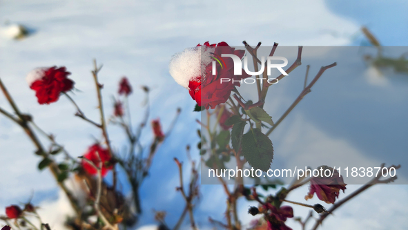 Snow covers roses following the first snowfall of the season in Toronto, Ontario, Canada, on December 5, 2024. 