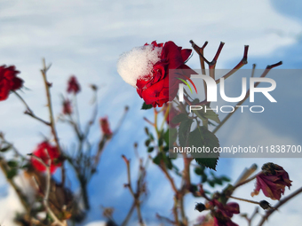 Snow covers roses following the first snowfall of the season in Toronto, Ontario, Canada, on December 5, 2024. (