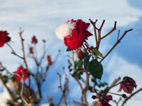 Snow covers roses following the first snowfall of the season in Toronto, Ontario, Canada, on December 5, 2024. (