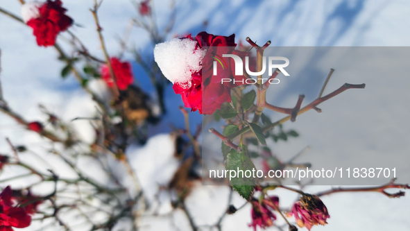 Snow covers roses following the first snowfall of the season in Toronto, Ontario, Canada, on December 5, 2024. 