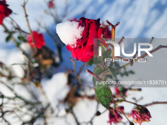 Snow covers roses following the first snowfall of the season in Toronto, Ontario, Canada, on December 5, 2024. (