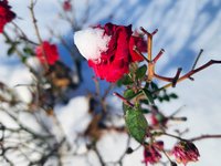 Snow covers roses following the first snowfall of the season in Toronto, Ontario, Canada, on December 5, 2024. (