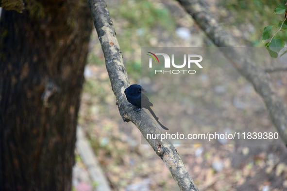 A Black Drongo bird sits on a tree branch in Siliguri, India, on December 6, 2024. 