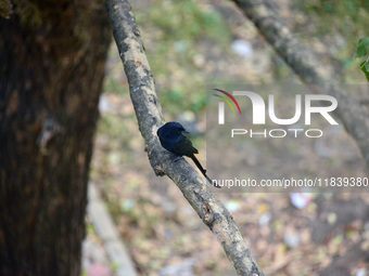 A Black Drongo bird sits on a tree branch in Siliguri, India, on December 6, 2024. (