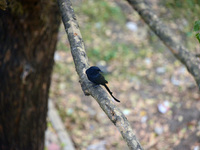 A Black Drongo bird sits on a tree branch in Siliguri, India, on December 6, 2024. (