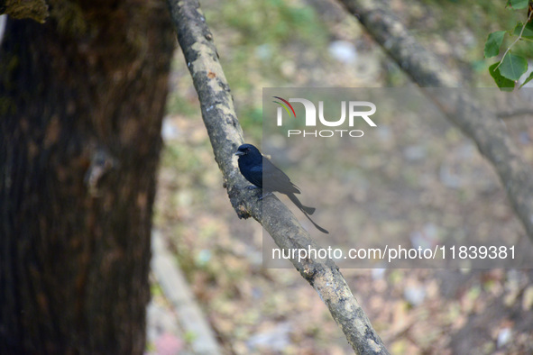 A Black Drongo bird sits on a tree branch in Siliguri, India, on December 6, 2024. 