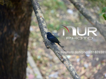 A Black Drongo bird sits on a tree branch in Siliguri, India, on December 6, 2024. (