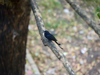 A Black Drongo bird sits on a tree branch in Siliguri, India, on December 6, 2024. (