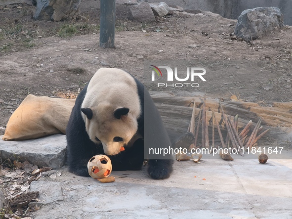 In Beijing, China, on December 6, 2024, the giant panda named Panda Hi sits on the ground playing with a ''hydrangea'' designed by a keeper,...