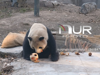 In Beijing, China, on December 6, 2024, the giant panda named Panda Hi sits on the ground playing with a ''hydrangea'' designed by a keeper,...