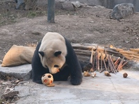 In Beijing, China, on December 6, 2024, the giant panda named Panda Hi sits on the ground playing with a ''hydrangea'' designed by a keeper,...