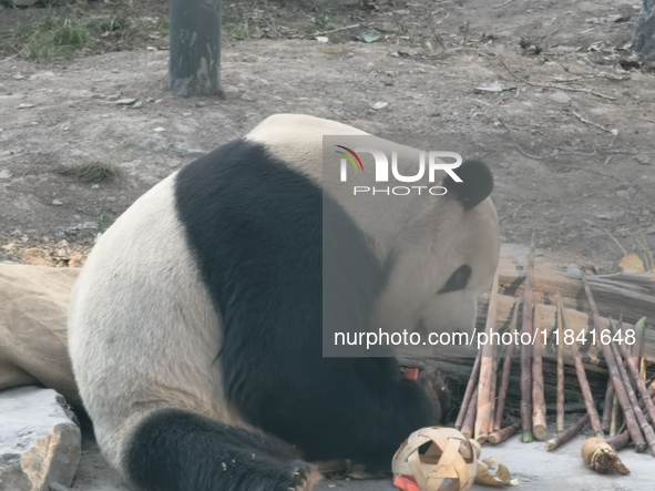 In Beijing, China, on December 6, 2024, the giant panda named Panda Hi sits on the ground playing with a ''hydrangea'' designed by a keeper,...