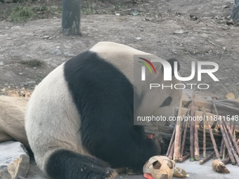 In Beijing, China, on December 6, 2024, the giant panda named Panda Hi sits on the ground playing with a ''hydrangea'' designed by a keeper,...