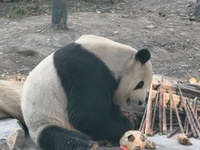 In Beijing, China, on December 6, 2024, the giant panda named Panda Hi sits on the ground playing with a ''hydrangea'' designed by a keeper,...