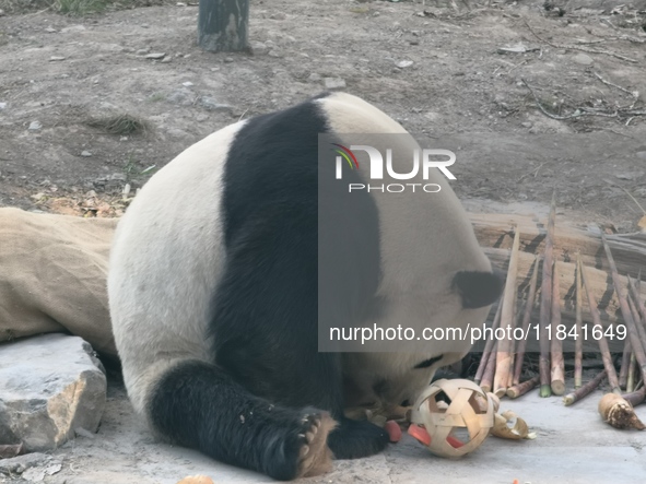 In Beijing, China, on December 6, 2024, the giant panda named Panda Hi sits on the ground playing with a ''hydrangea'' designed by a keeper,...