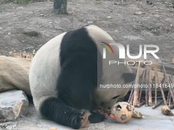 In Beijing, China, on December 6, 2024, the giant panda named Panda Hi sits on the ground playing with a ''hydrangea'' designed by a keeper,...