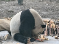 In Beijing, China, on December 6, 2024, the giant panda named Panda Hi sits on the ground playing with a ''hydrangea'' designed by a keeper,...