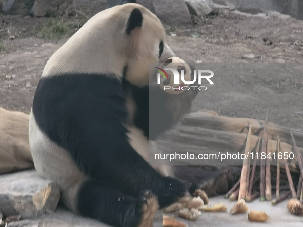 In Beijing, China, on December 6, 2024, the giant panda named Panda Hi sits on the ground playing with a ''hydrangea'' designed by a keeper,...