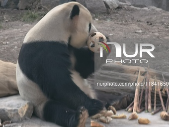 In Beijing, China, on December 6, 2024, the giant panda named Panda Hi sits on the ground playing with a ''hydrangea'' designed by a keeper,...