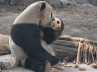 In Beijing, China, on December 6, 2024, the giant panda named Panda Hi sits on the ground playing with a ''hydrangea'' designed by a keeper,...