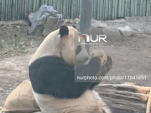 In Beijing, China, on December 6, 2024, the giant panda named Panda Hi sits on the ground playing with a ''hydrangea'' designed by a keeper,...