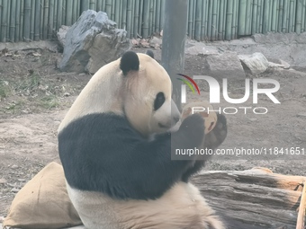 In Beijing, China, on December 6, 2024, the giant panda named Panda Hi sits on the ground playing with a ''hydrangea'' designed by a keeper,...