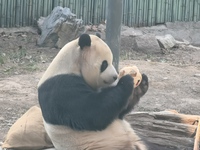 In Beijing, China, on December 6, 2024, the giant panda named Panda Hi sits on the ground playing with a ''hydrangea'' designed by a keeper,...