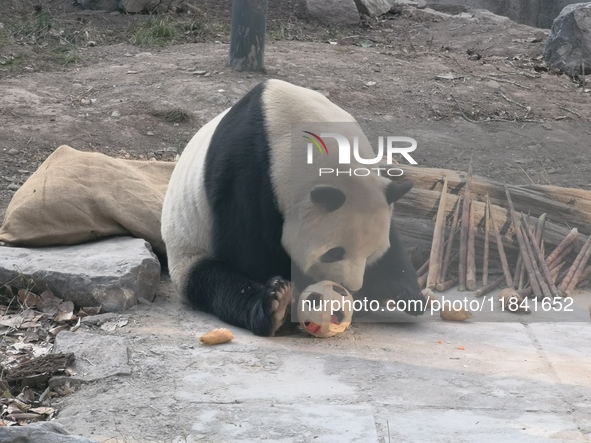 In Beijing, China, on December 6, 2024, the giant panda named Panda Hi sits on the ground playing with a ''hydrangea'' designed by a keeper,...