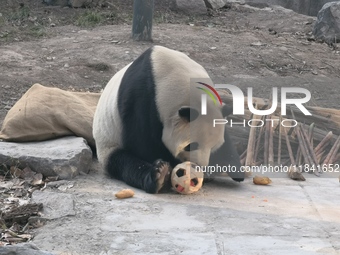 In Beijing, China, on December 6, 2024, the giant panda named Panda Hi sits on the ground playing with a ''hydrangea'' designed by a keeper,...