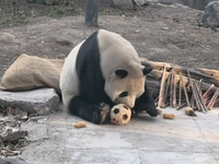 In Beijing, China, on December 6, 2024, the giant panda named Panda Hi sits on the ground playing with a ''hydrangea'' designed by a keeper,...