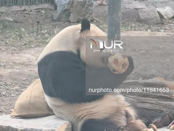 In Beijing, China, on December 6, 2024, the giant panda named Panda Hi sits on the ground playing with a ''hydrangea'' designed by a keeper,...