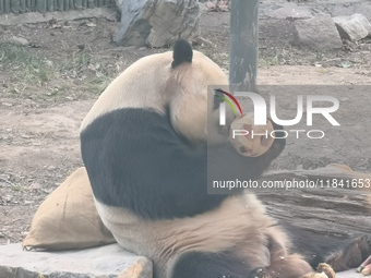 In Beijing, China, on December 6, 2024, the giant panda named Panda Hi sits on the ground playing with a ''hydrangea'' designed by a keeper,...