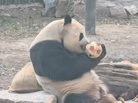 In Beijing, China, on December 6, 2024, the giant panda named Panda Hi sits on the ground playing with a ''hydrangea'' designed by a keeper,...