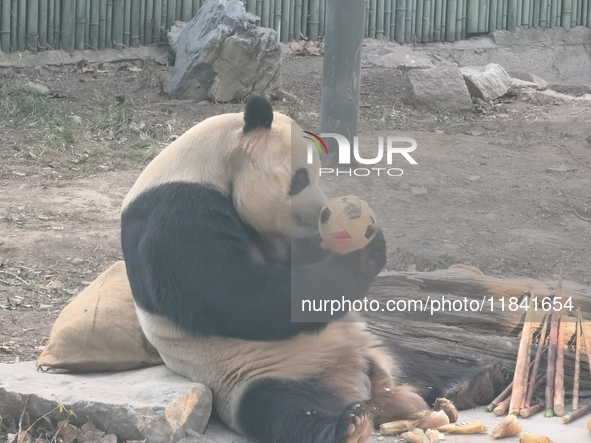 In Beijing, China, on December 6, 2024, the giant panda named Panda Hi sits on the ground playing with a ''hydrangea'' designed by a keeper,...