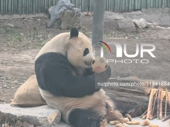 In Beijing, China, on December 6, 2024, the giant panda named Panda Hi sits on the ground playing with a ''hydrangea'' designed by a keeper,...