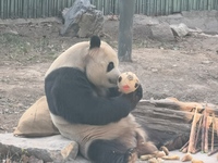 In Beijing, China, on December 6, 2024, the giant panda named Panda Hi sits on the ground playing with a ''hydrangea'' designed by a keeper,...