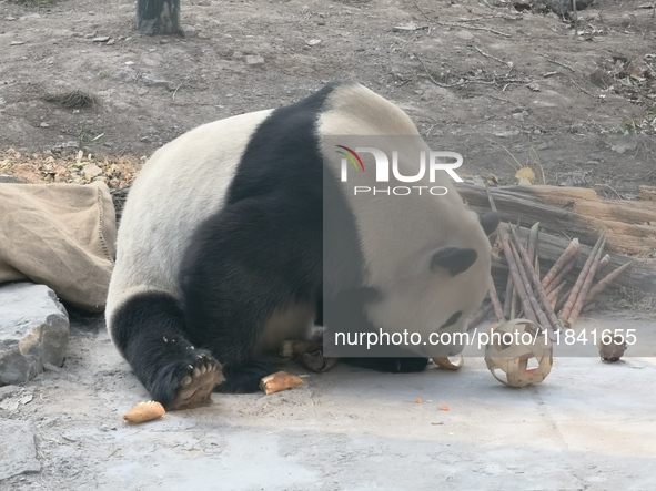 In Beijing, China, on December 6, 2024, the giant panda named Panda Hi sits on the ground playing with a ''hydrangea'' designed by a keeper,...