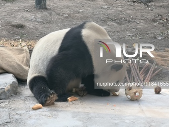 In Beijing, China, on December 6, 2024, the giant panda named Panda Hi sits on the ground playing with a ''hydrangea'' designed by a keeper,...