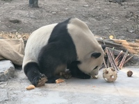 In Beijing, China, on December 6, 2024, the giant panda named Panda Hi sits on the ground playing with a ''hydrangea'' designed by a keeper,...