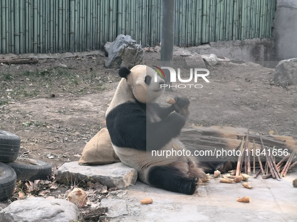 In Beijing, China, on December 6, 2024, the giant panda named Panda Hi sits on the ground playing with a ''hydrangea'' designed by a keeper,...