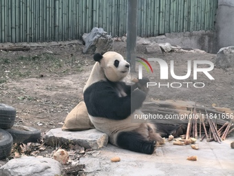 In Beijing, China, on December 6, 2024, the giant panda named Panda Hi sits on the ground playing with a ''hydrangea'' designed by a keeper,...