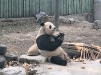 In Beijing, China, on December 6, 2024, the giant panda named Panda Hi sits on the ground playing with a ''hydrangea'' designed by a keeper,...