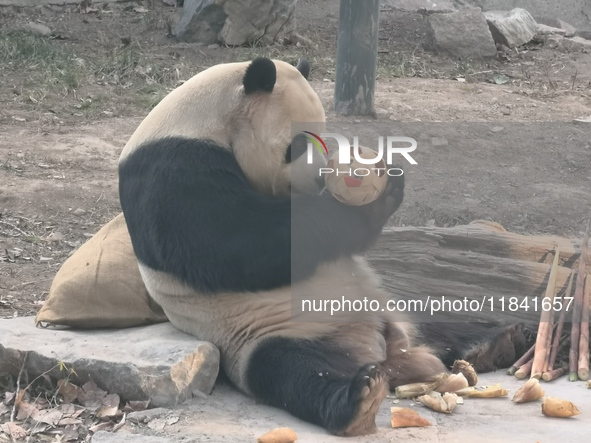 In Beijing, China, on December 6, 2024, the giant panda named Panda Hi sits on the ground playing with a ''hydrangea'' designed by a keeper,...