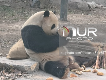 In Beijing, China, on December 6, 2024, the giant panda named Panda Hi sits on the ground playing with a ''hydrangea'' designed by a keeper,...