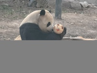 In Beijing, China, on December 6, 2024, the giant panda named Panda Hi sits on the ground playing with a ''hydrangea'' designed by a keeper,...