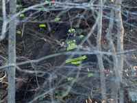 The Washington DC Fire Department battles a brush fire in Rock Creek Park, a National Park in Washington DC, on December 7, 2024. The fire b...