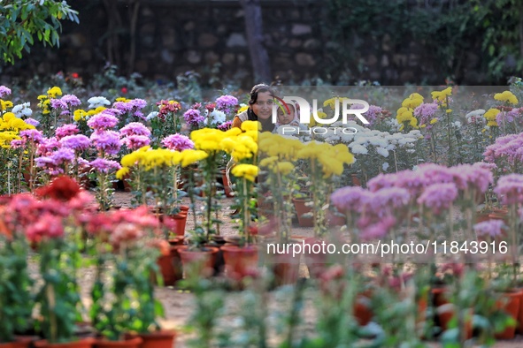 Visitors attend the 38th Chrysanthemum Flower Exhibition at Rajasthan University in Jaipur, Rajasthan, India, on December 7, 2024. 